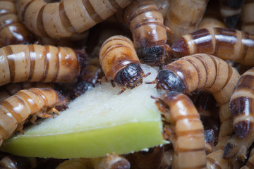larvae Zophobas morio, superworm, zophobas.