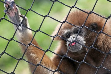Gibbon