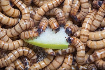 larvae Zophobas morio, superworm, zophobas.