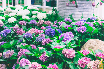 colorful flowers plant in nature concept