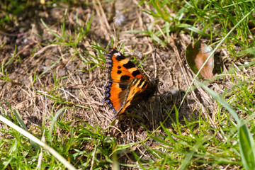 Fototapeta na wymiar Small Tortoiseshell Butterfly resting on the ground in a grassy field