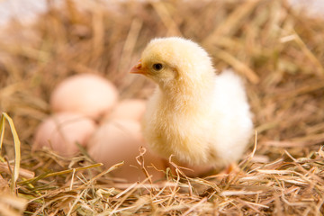 nestling chick. farm chicken.baby