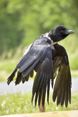 Raven spreads wings - Odin's messenger - obrazy, fototapety, plakaty