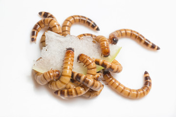 larvae Zophobas morio, superworm, zophobas.