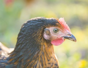 Close up of hen face