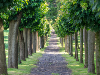 Maple alley in summer with long way in park
