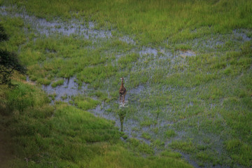 Aerial picture of a Giraffe in the water.