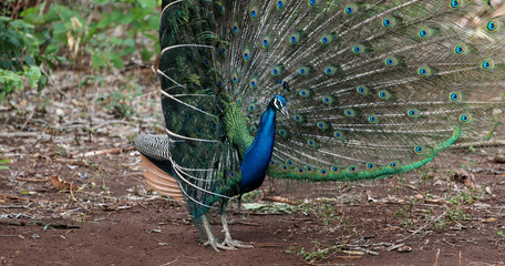 Obraz premium Close up of peacock showing its beautiful feathers