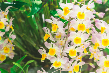 Obraz premium colorful orchid flowers plant in nature concept