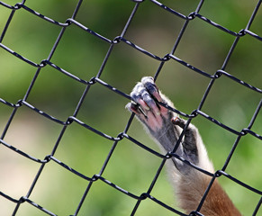 Gibbon