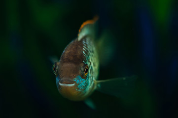 Nannacara. Blue aquarium fish on a background of algae. Cichlids.