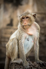 Baby monkeys in Thailand