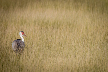 A Wattled crane walking in the grass.