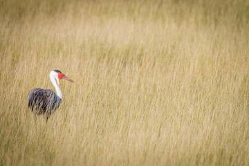 A Wattled crane walking in the grass.