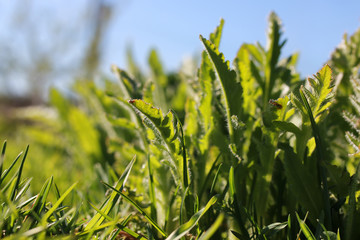 spring grass and flower