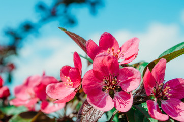 Fototapeta premium Red scarlet flowers of apple trees against the blue sky.