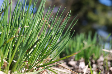 spring grass and flower