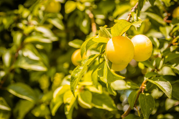 Mature yellow plum fruit on the branch 