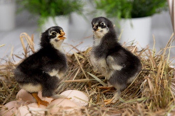 nestling chick. farm chicken.baby