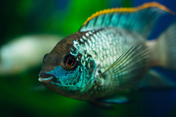 Fototapeta premium Nannacara. Blue aquarium fish on a background of algae. Cichlids.