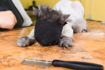 Cat grooming in pet beauty salon.