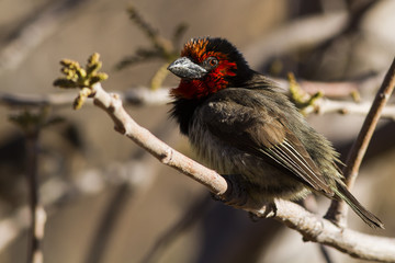 Black-collared Barbet