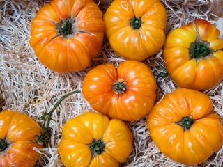 Yellow beef tomatoes on a farmers market