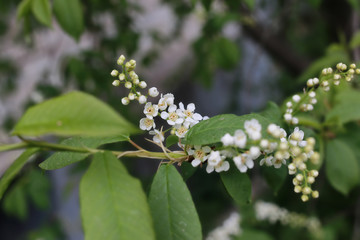 spring macro leaf and flower of new life