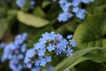 spring macro leaf and flower of new life