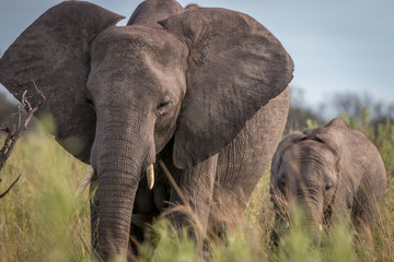 Fototapeta na wymiar Two Elephants walking in the grass in the Okavango Delta, Botswana.