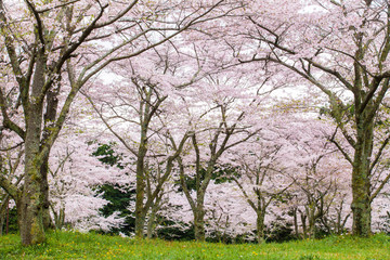 Sakura cherry blossom tree at green park