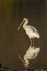Reflective spoonbill