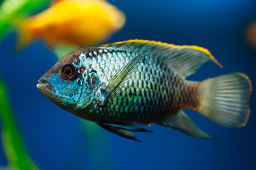 Nannacara. Blue aquarium fish on a background other fish. Cichlids.