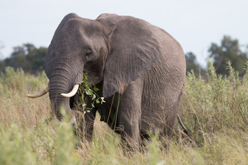 Fototapeta na wymiar An Elephant eating and walking in the grass.
