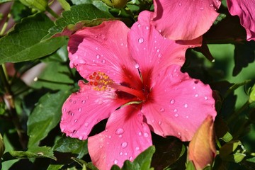 Hibiskubl&uuml;te