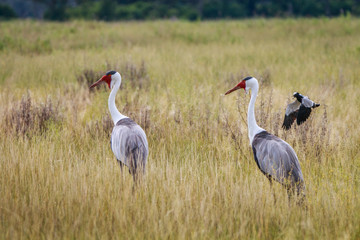 Two Wattled cranes walking in the grass.