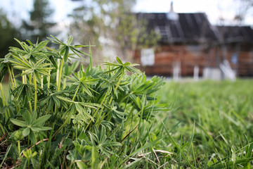 wild spring flower in a field