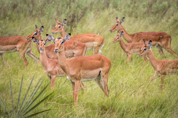 Naklejka na ściany i meble A herd of Impalas walking in the grass.