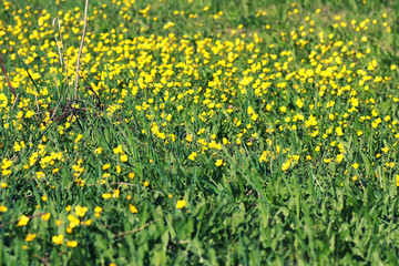 spring grass and flower in a field