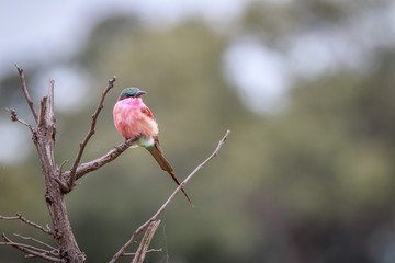 A Southern carmine bee-eater sitting on a branch.