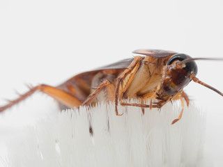 Cockroaches stick on the tip of a white toothbrush. Cockroaches are carriers of the disease.
