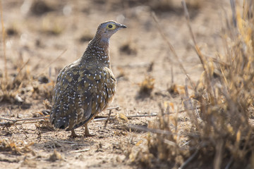 Burchell's sandgrouse male walking in a desert looking for food