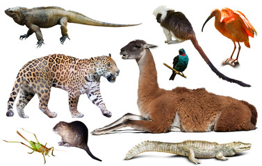 south american animals on white