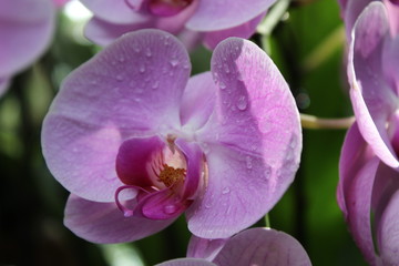 Fototapeta na wymiar Giardino Botanico Singapore - Orchidee