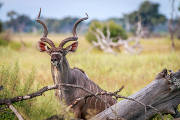 A male Kudu starring at the camera.