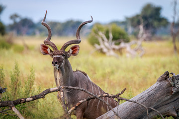 A male Kudu starring at the camera.