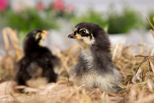 nestling chick. farm chicken.baby