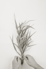 male florist making bouquet in a striped decorativel grass phalaris, top view on white background. black and white photo