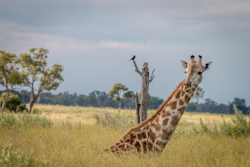 A Giraffe sitting in the grass.