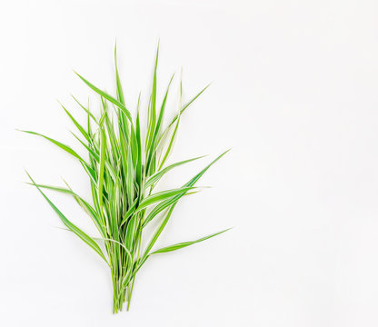 a bunch of decorative green grass with white stripes on a white background with space for text